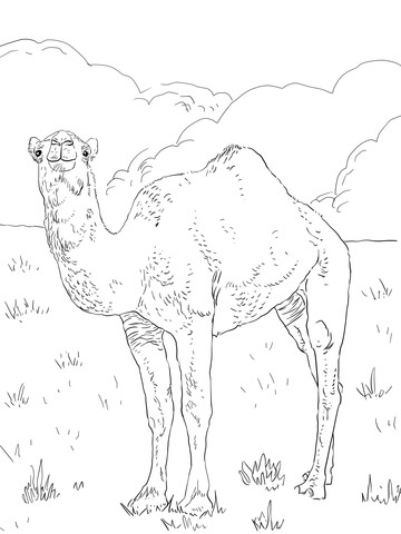 Dromedary Arabian Camel Coloring Page